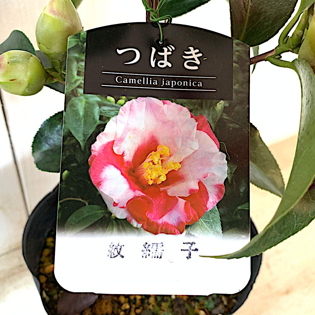 椿、岩根紋 【公式通販】